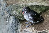 Least Auklet